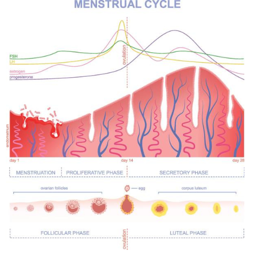 FSH hatása a menstruációs ciklusra
